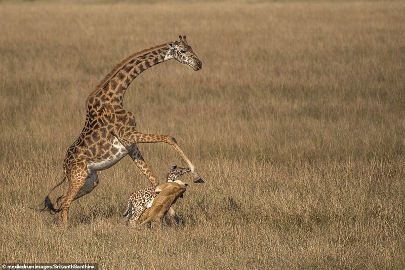 Фотография: Смертельная схватка: самка жирафа пытается спасти своего малыша от львицы №5 - BigPicture.ru