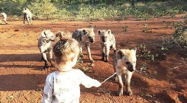 Как 2-летняя малышка подружилась с дикими гиенами
