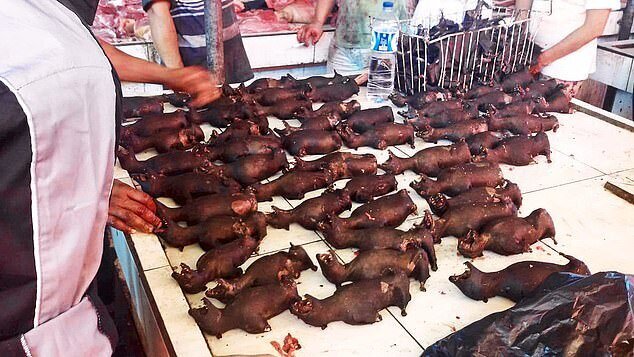 Фотография: Дикое мясо: в Индонезии нашли рынок с летучими мышами и крысами №2 - BigPicture.ru
