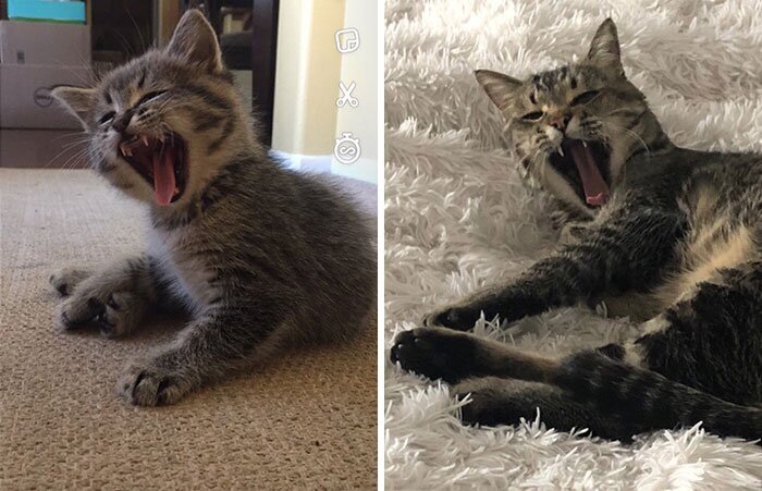 Фотография: 25 фотографий кошек до и после того, как их подобрали с улицы №24 - BigPicture.ru