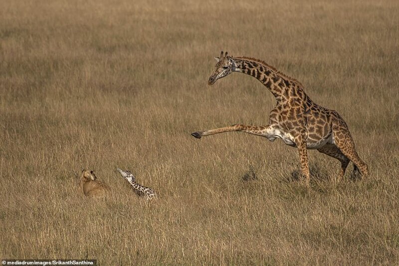 Фотография: Смертельная схватка: самка жирафа пытается спасти своего малыша от львицы №6 - BigPicture.ru