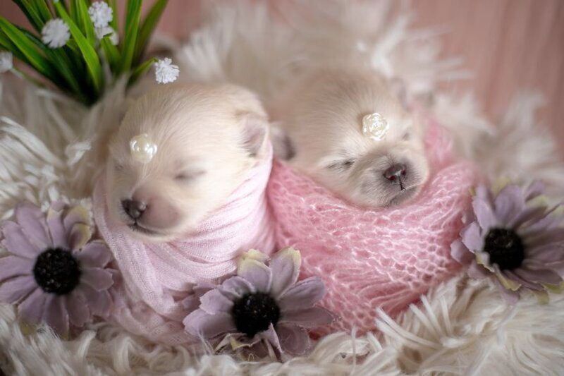 Фотография: Мимишность зашкаливает: чудесная фотосессия новорожденных щенков №18 - BigPicture.ru