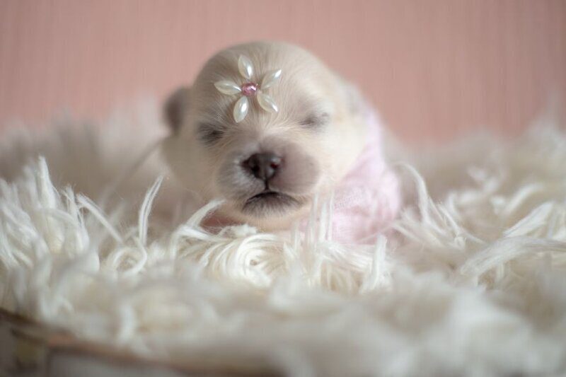 Фотография: Мимишность зашкаливает: чудесная фотосессия новорожденных щенков №7 - BigPicture.ru