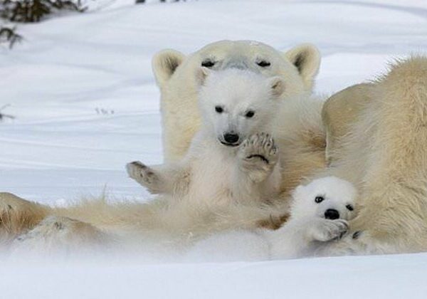 Привет, медведи! Фотографу посчастливилось сделать потрясающие снимки белой медведицы с медвежатами
