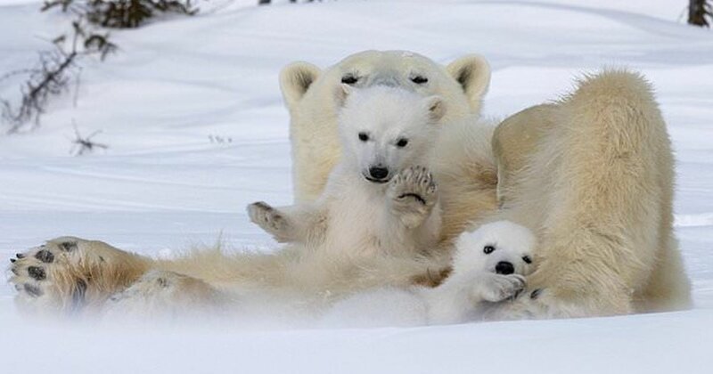 Фотография: Привет, медведи! Фотографу посчастливилось сделать потрясающие снимки белой медведицы с медвежатами №1 - BigPicture.ru