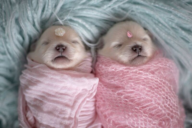 Фотография: Мимишность зашкаливает: чудесная фотосессия новорожденных щенков №9 - BigPicture.ru