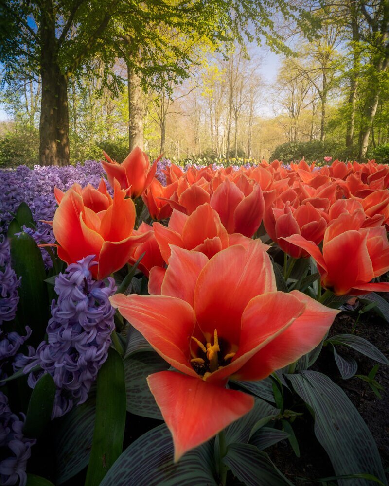 Фотография: Как выглядит самый красивый парк тюльпанов Кёкенхоф без единого посетителя №3 - BigPicture.ru