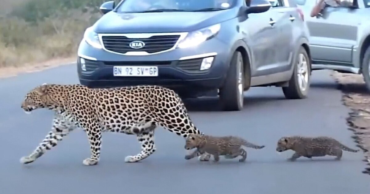 Фотография: Редкие кадры: самка леопарда переводит своих котят через дорогу №1 - BigPicture.ru