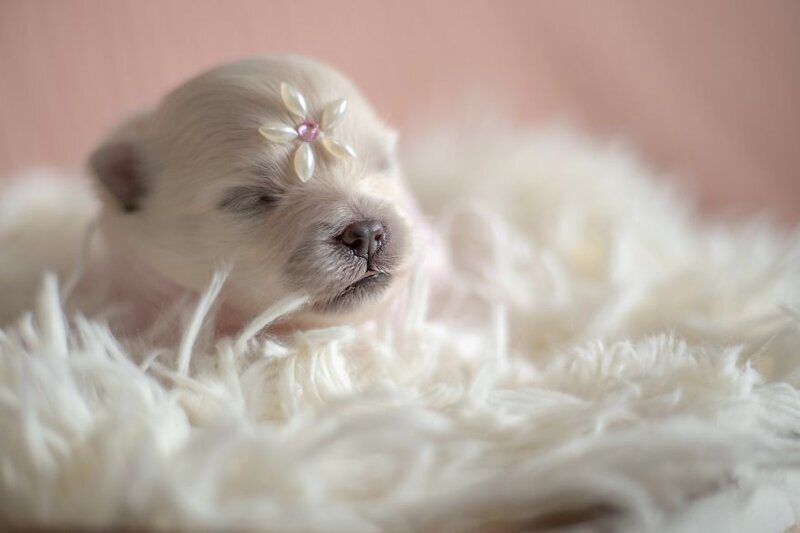 Фотография: Мимишность зашкаливает: чудесная фотосессия новорожденных щенков №16 - BigPicture.ru