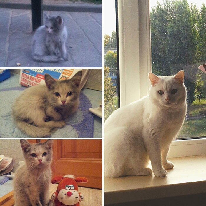 Фотография: 25 фотографий кошек до и после того, как их подобрали с улицы №26 - BigPicture.ru