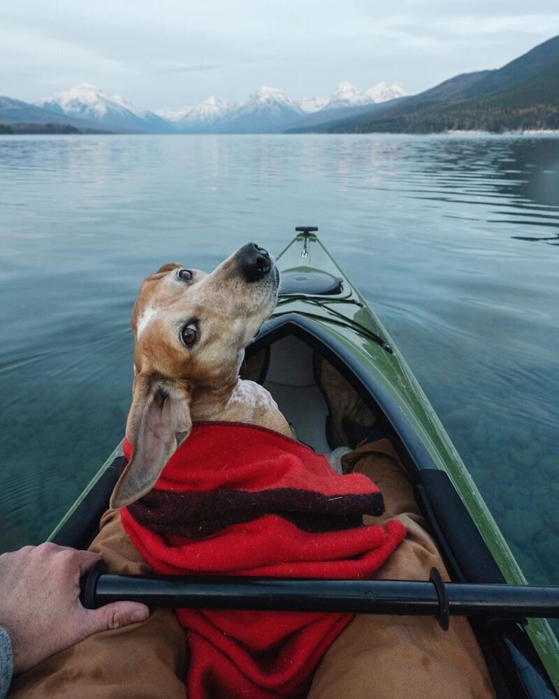 Фотография: Как путешествуют фотограф Терон Хамфри и его собака Мэдди №12 - BigPicture.ru