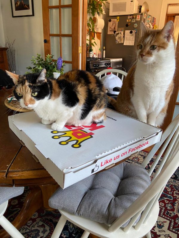 Фотография: Коты и пицца — идеальное сочетание, и вот 18 доказательств №14 - BigPicture.ru