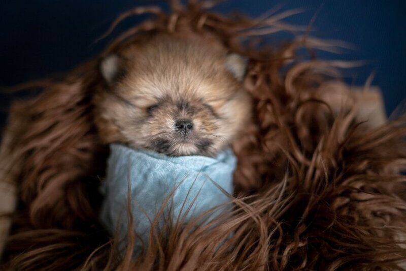Фотография: Мимишность зашкаливает: чудесная фотосессия новорожденных щенков №15 - BigPicture.ru