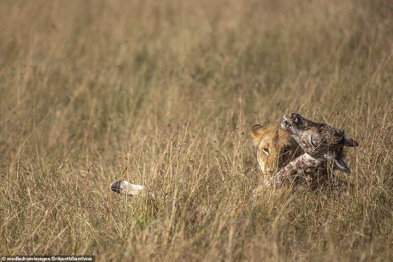 Фотография: Смертельная схватка: самка жирафа пытается спасти своего малыша от львицы №7 - BigPicture.ru