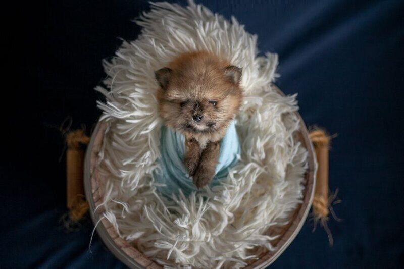 Фотография: Мимишность зашкаливает: чудесная фотосессия новорожденных щенков №10 - BigPicture.ru