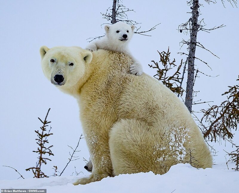 Фотография: Привет, медведи! Фотографу посчастливилось сделать потрясающие снимки белой медведицы с медвежатами №7 - BigPicture.ru