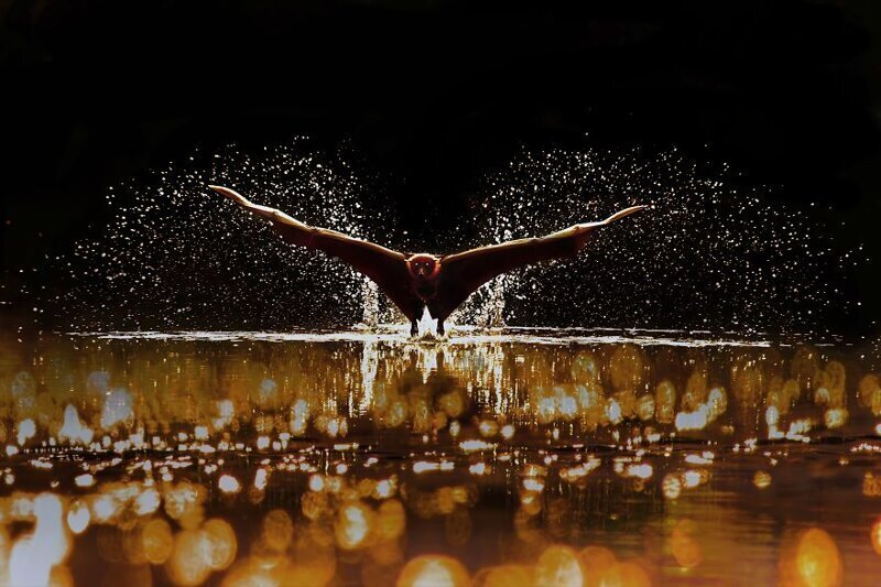 Фотография: Завораживающая вода: 50 лучших работ фотоконкурса Agora #Water2020 №15 - BigPicture.ru