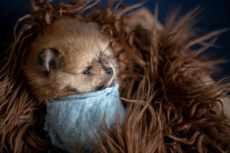 Фотография: Мимишность зашкаливает: чудесная фотосессия новорожденных щенков №17 - BigPicture.ru