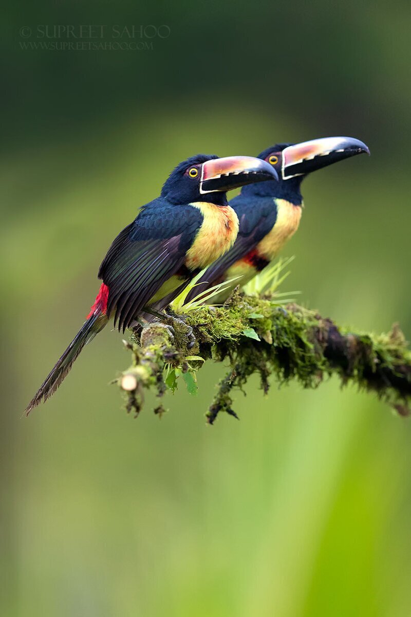 Фотография: Удивительные обитатели тропических лесов Коста-Рики в объективе Суприта Саху №16 - BigPicture.ru