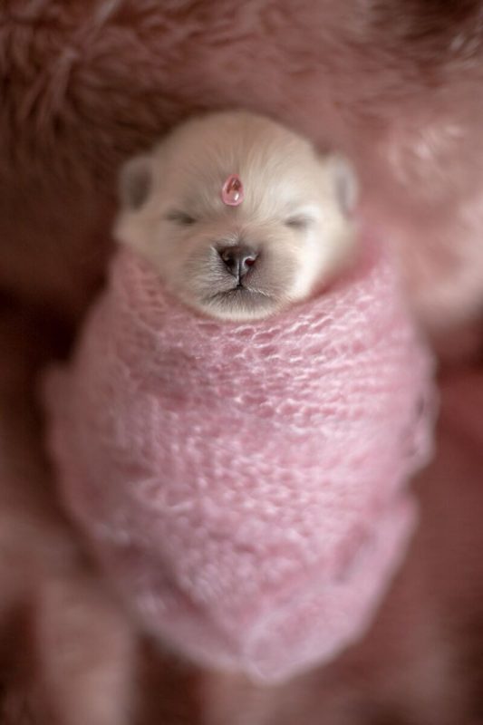 Фотография: Мимишность зашкаливает: чудесная фотосессия новорожденных щенков №6 - BigPicture.ru
