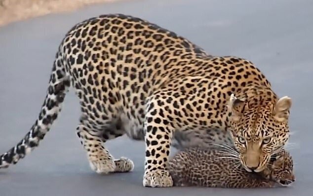 Фотография: Редкие кадры: самка леопарда переводит своих котят через дорогу №2 - BigPicture.ru