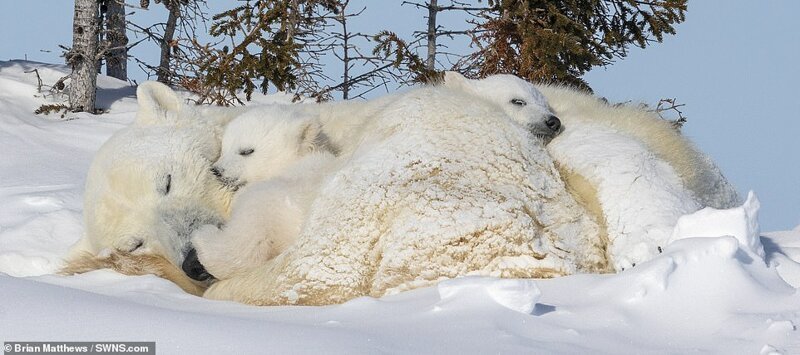 Фотография: Привет, медведи! Фотографу посчастливилось сделать потрясающие снимки белой медведицы с медвежатами №2 - BigPicture.ru