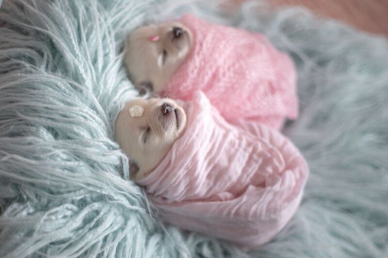 Фотография: Мимишность зашкаливает: чудесная фотосессия новорожденных щенков №14 - BigPicture.ru