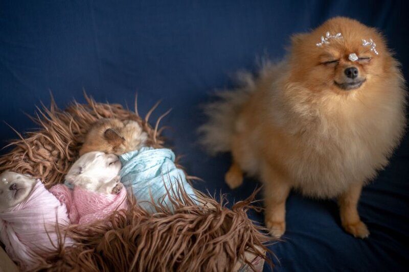 Фотография: Мимишность зашкаливает: чудесная фотосессия новорожденных щенков №20 - BigPicture.ru