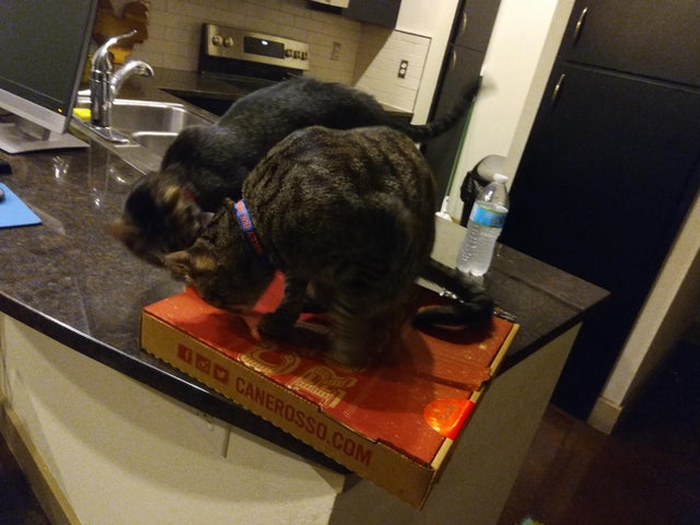 Фотография: Коты и пицца — идеальное сочетание, и вот 18 доказательств №9 - BigPicture.ru