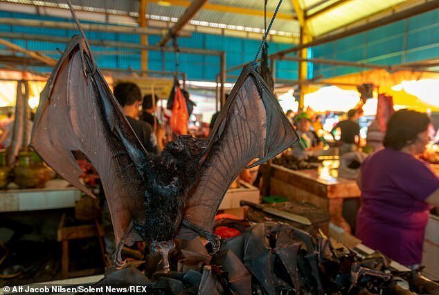 Фотография: Дикое мясо: в Индонезии нашли рынок с летучими мышами и крысами №3 - BigPicture.ru