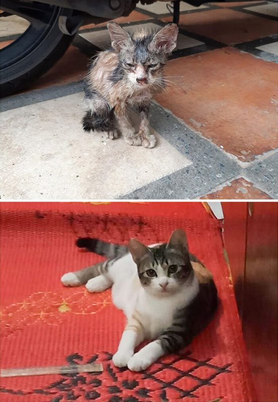 Фотография: 25 фотографий кошек до и после того, как их подобрали с улицы №4 - BigPicture.ru