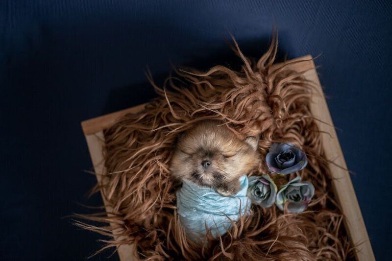 Фотография: Мимишность зашкаливает: чудесная фотосессия новорожденных щенков №12 - BigPicture.ru