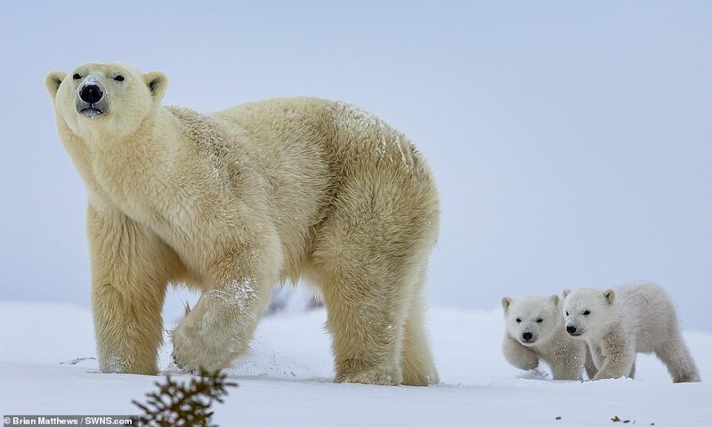 Фотография: Привет, медведи! Фотографу посчастливилось сделать потрясающие снимки белой медведицы с медвежатами №6 - BigPicture.ru