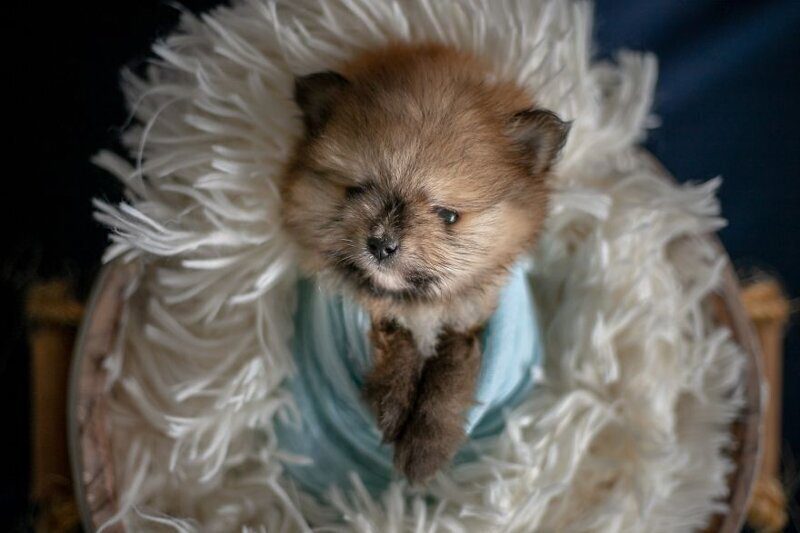 Фотография: Мимишность зашкаливает: чудесная фотосессия новорожденных щенков №8 - BigPicture.ru