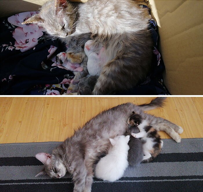 Фотография: 25 фотографий кошек до и после того, как их подобрали с улицы №14 - BigPicture.ru