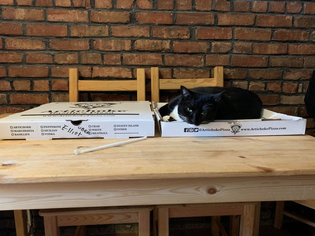 Фотография: Коты и пицца — идеальное сочетание, и вот 18 доказательств №16 - BigPicture.ru