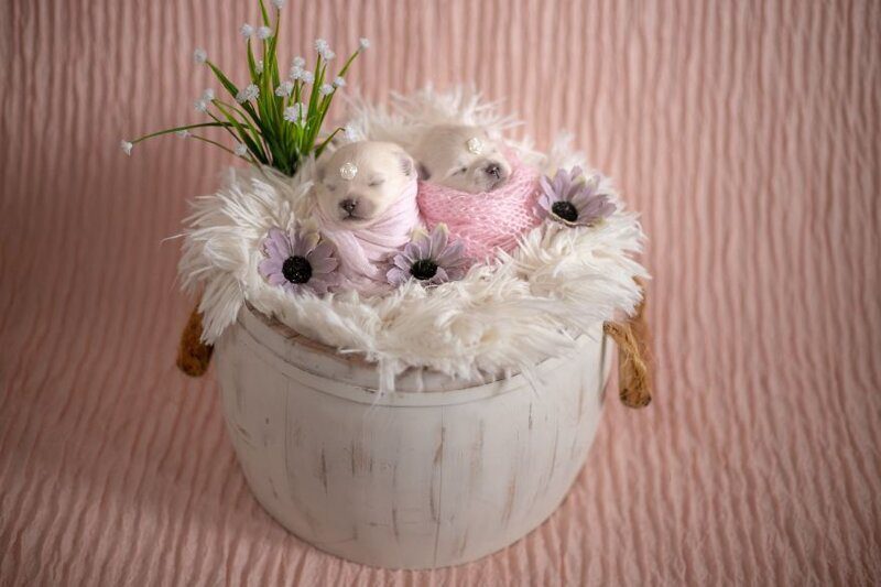 Фотография: Мимишность зашкаливает: чудесная фотосессия новорожденных щенков №2 - BigPicture.ru