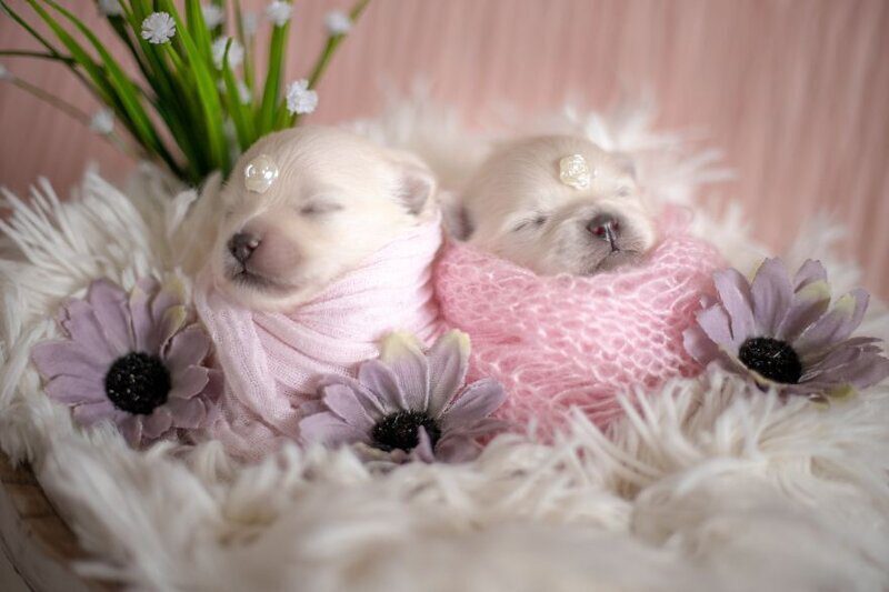 Фотография: Мимишность зашкаливает: чудесная фотосессия новорожденных щенков №4 - BigPicture.ru