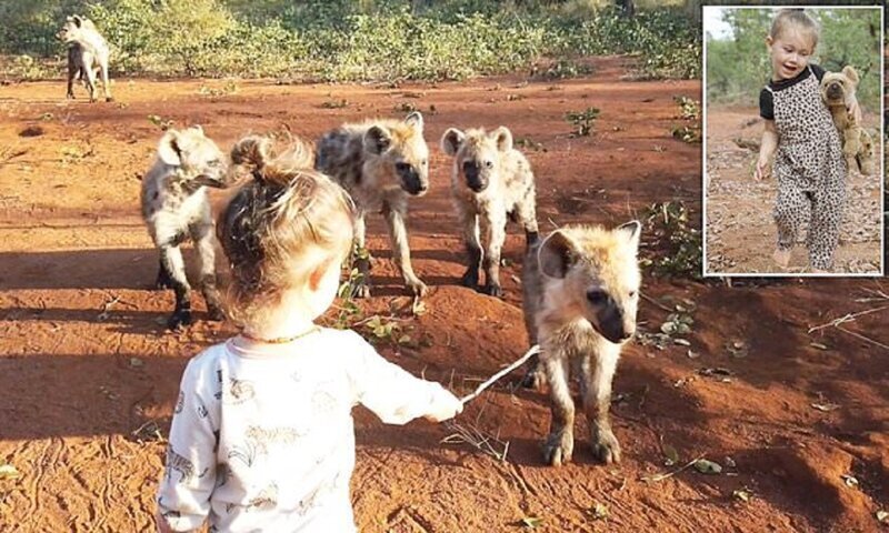 Фотография: Как 2-летняя малышка подружилась с дикими гиенами №1 - BigPicture.ru