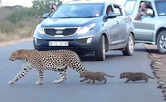 Фотография: Редкие кадры: самка леопарда переводит своих котят через дорогу №4 - BigPicture.ru