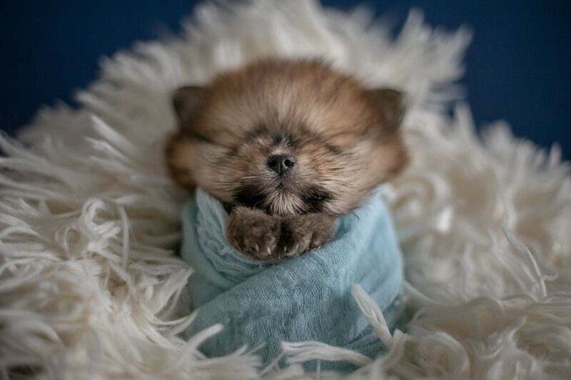 Фотография: Мимишность зашкаливает: чудесная фотосессия новорожденных щенков №5 - BigPicture.ru