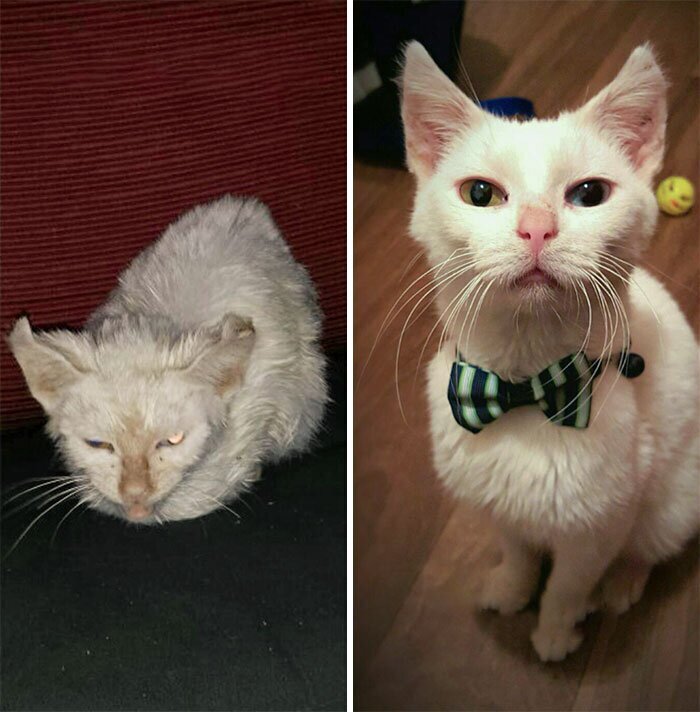 Фотография: 25 фотографий кошек до и после того, как их подобрали с улицы №16 - BigPicture.ru