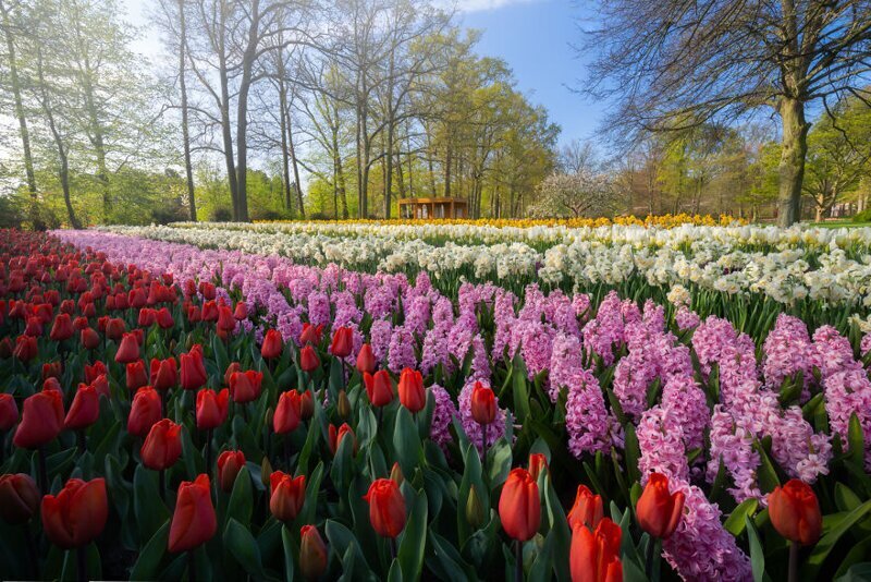 Фотография: Как выглядит самый красивый парк тюльпанов Кёкенхоф без единого посетителя №8 - BigPicture.ru