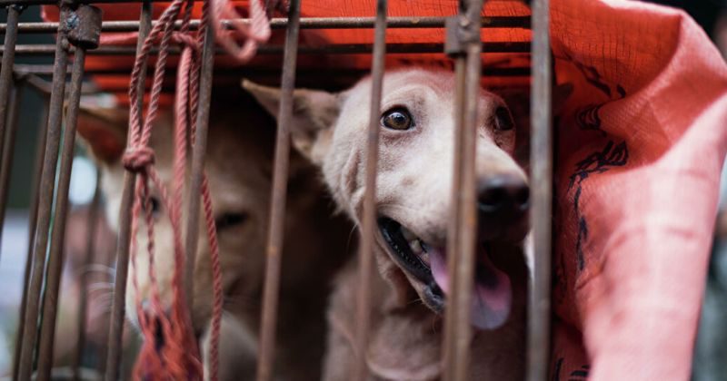 Фотография: В Китае запрещают есть собак и кошек. Казалось бы, причем здесь коронавирус? №1 - BigPicture.ru
