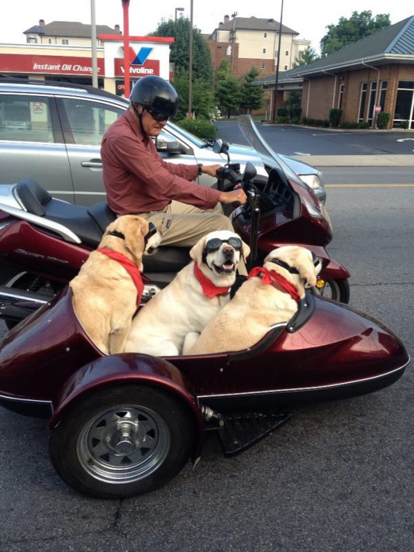 Фотография: 25 собак, которые сделают ваш день счастливее №6 - BigPicture.ru