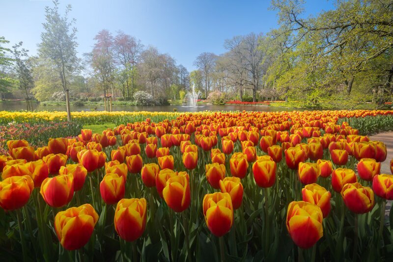 Фотография: Как выглядит самый красивый парк тюльпанов Кёкенхоф без единого посетителя №7 - BigPicture.ru