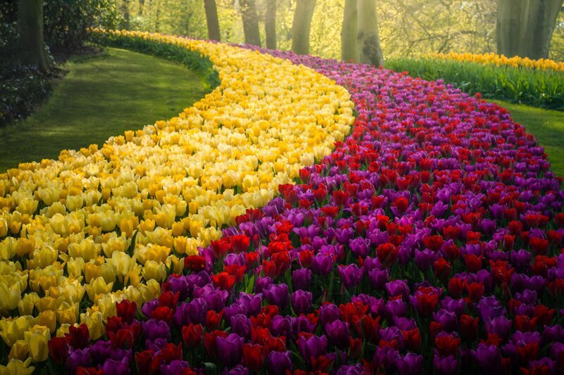 Фотография: Как выглядит самый красивый парк тюльпанов Кёкенхоф без единого посетителя №21 - BigPicture.ru