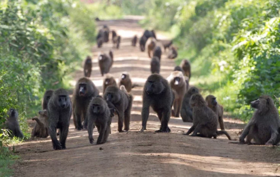Фотография: Зачем бабуины крадут маленьких львят №5 - BigPicture.ru