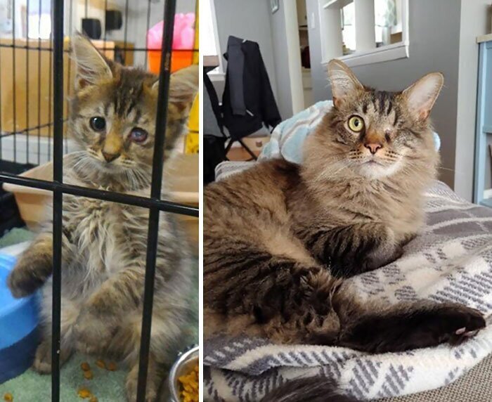 Фотография: 25 фотографий кошек до и после того, как их подобрали с улицы №10 - BigPicture.ru