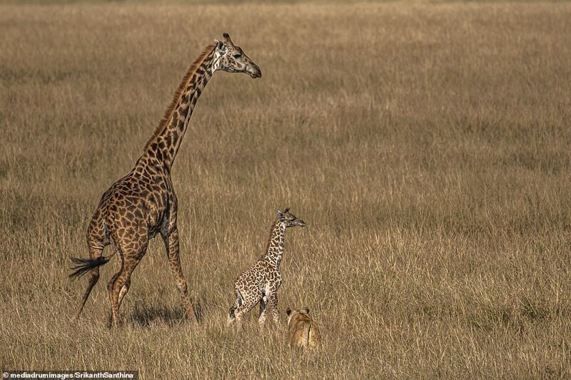 Фотография: Смертельная схватка: самка жирафа пытается спасти своего малыша от львицы №4 - BigPicture.ru